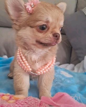 Chihuahua Isabel