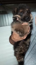 Cuccioli di pastore tedesco