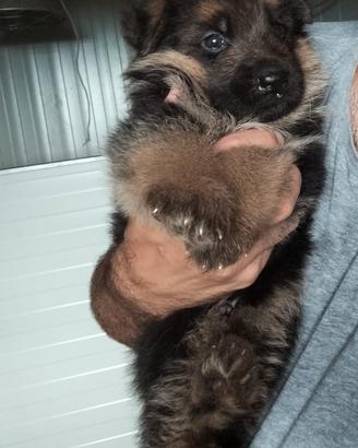 Cuccioli di pastore tedesco