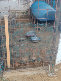 Cuccioli cirneco dell'Etna