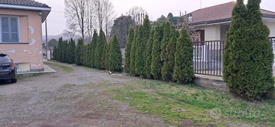Tuye da giardino pronte per il ritiro