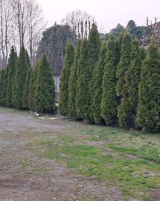 Tuye da giardino pronte per il ritiro