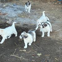 Cuccioli, incrocio con maremmano