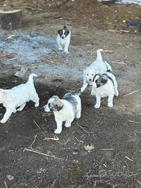 Cuccioli, incrocio con maremmano