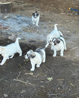 Cuccioli, incrocio con maremmano