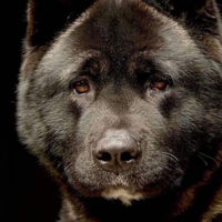 Akita Americano