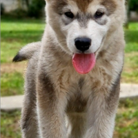 Alaskan malamute