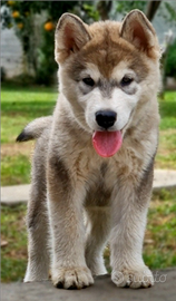 Alaskan malamute