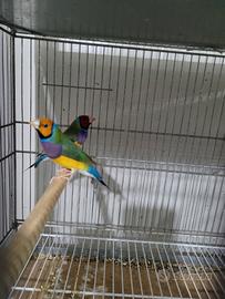 Diamanti di Gould