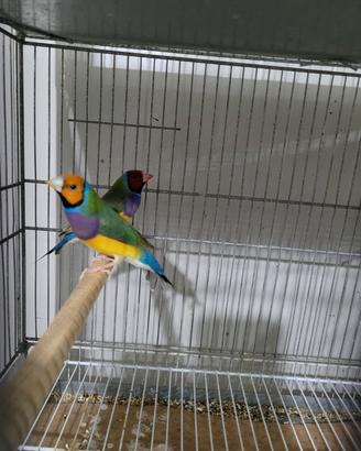 Diamanti di Gould