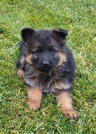 CUCCIOLI PASTORE TEDESCO