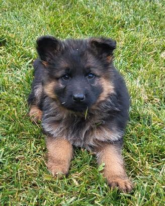 CUCCIOLI PASTORE TEDESCO
