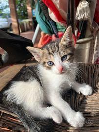 Cuccioli di gatto