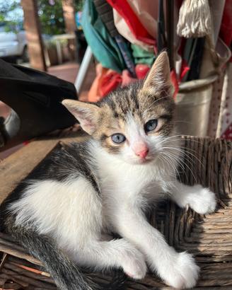 Cuccioli di gatto