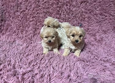 Maltipoo