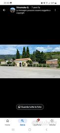 Terreno uliveto