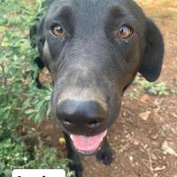 Persefone simil Labrador