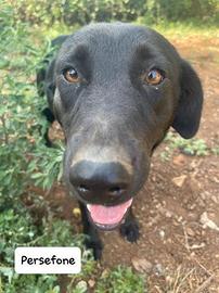 Persefone simil Labrador