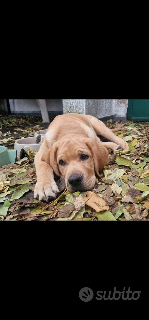 Cucciolo super pedigree LABRADOR RETRIEVER - Animali In vendita a Catania