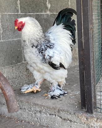 Gallo Brahma
