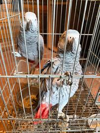 Pappagalli cenerini coda rossa parlanti coppia