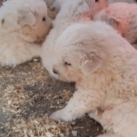 Cuccioli di pastore maremmano abruzzese