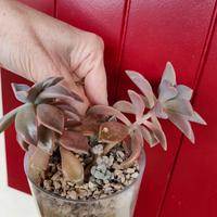 Graptopetalum del Paraguay piccole  succulente