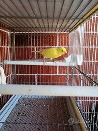 Coppia canarini Harzer Roller