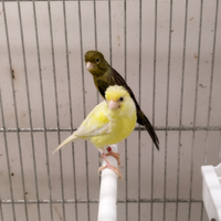 Canarini spagnoletti