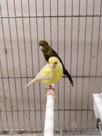 Canarini spagnoletti