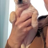 Chihuahua cuccioli figli di campione