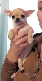 Chihuahua cuccioli figli di campione
