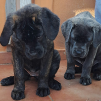 Cuccioli cane corso