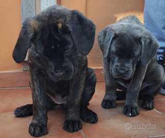 Cuccioli cane corso