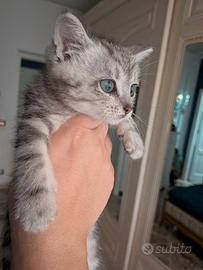 Gattino siamese incrocio persiano