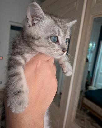 Gattino siamese incrocio persiano