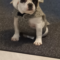 Cuccioli bulldog francese con pedigree Enci