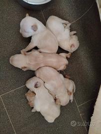 barboncini o Frenchie poo