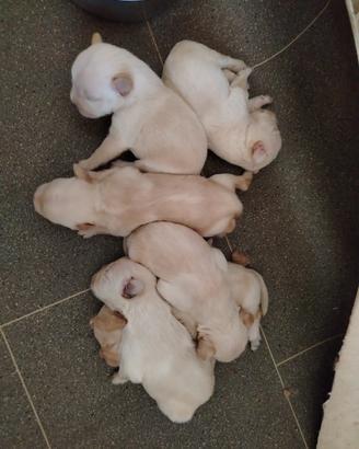barboncini o Frenchie poo