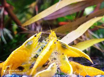 Caridine di selezione blu Yellow fire neon