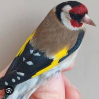 Cardellino maschio giovane Bell canto