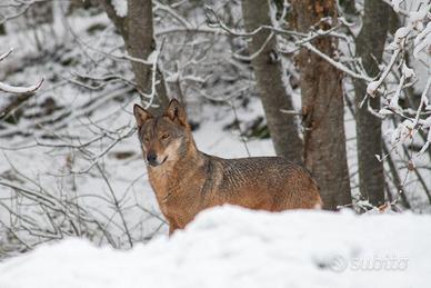 Lupo nella neve Abruzzo, dim. A3 29,7 X42 Cm.