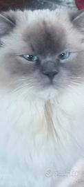 Ragdoll femmina blue mitted