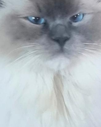Ragdoll femmina blue mitted
