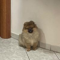 Spitz di Pomerania