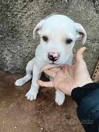 Cuccioli di Dogo Argentino/ M-STAFF