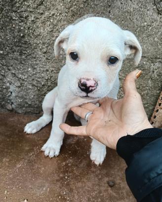 Cuccioli di Dogo Argentino/ M-STAFF