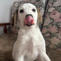 2 cuccioli taglia media (mamma segugio italiano)