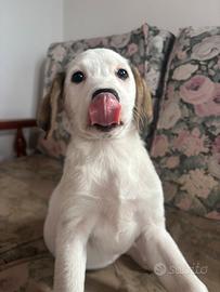 2 cuccioli taglia media (mamma segugio italiano)