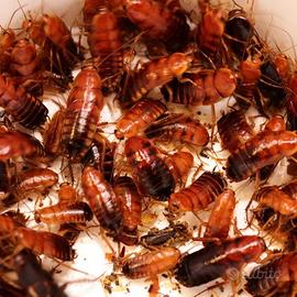 Scatolette di Blatte lateralis
